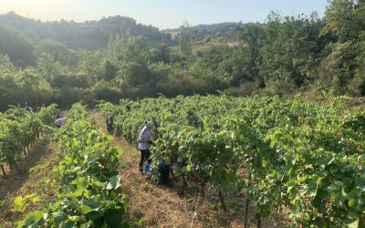 Vendanges précoces…
